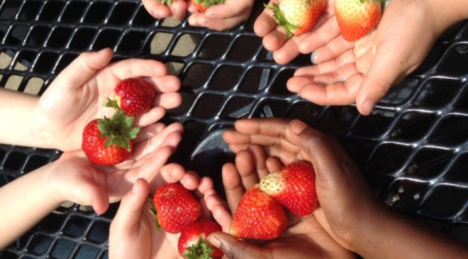 healthy eating, children's hands holding red, ripe strawberries